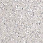 CAPG Antibody in Immunohistochemistry (Paraffin) (IHC (P))