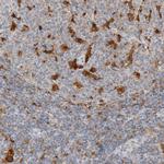 CAPG Antibody in Immunohistochemistry (Paraffin) (IHC (P))