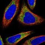 NADE Antibody in Immunocytochemistry (ICC/IF)