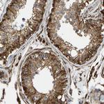 NADE Antibody in Immunohistochemistry (Paraffin) (IHC (P))