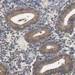 LDHB Antibody in Immunohistochemistry (Paraffin) (IHC (P))