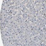 LDHB Antibody in Immunohistochemistry (Paraffin) (IHC (P))