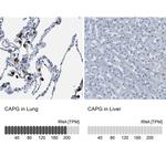 CAPG Antibody