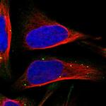 INHA Antibody in Immunocytochemistry (ICC/IF)