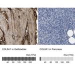 COL6A1 Antibody