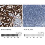 Aconitase 1 Antibody