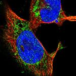 OGDH Antibody in Immunocytochemistry (ICC/IF)