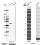 AMACR Antibody