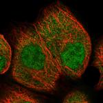 UCHL3 Antibody in Immunocytochemistry (ICC/IF)