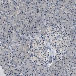 UCHL3 Antibody in Immunohistochemistry (Paraffin) (IHC (P))