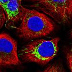 MDH2 Antibody in Immunocytochemistry (ICC/IF)