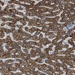 MDH2 Antibody in Immunohistochemistry (Paraffin) (IHC (P))