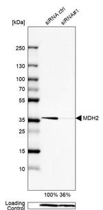 MDH2 Antibody