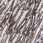 MDH2 Antibody in Immunohistochemistry (Paraffin) (IHC (P))