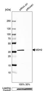 MDH2 Antibody