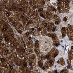 RBKS Antibody in Immunohistochemistry (Paraffin) (IHC (P))