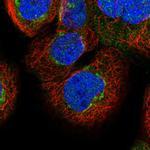 DMP4 Antibody in Immunocytochemistry (ICC/IF)