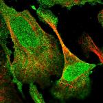 DUSP14 Antibody in Immunocytochemistry (ICC/IF)