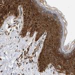 DUSP14 Antibody in Immunohistochemistry (Paraffin) (IHC (P))