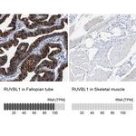 RUVBL1 Antibody