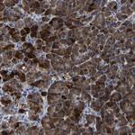 Carboxypeptidase A2 Antibody in Immunohistochemistry (Paraffin) (IHC (P))