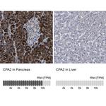 Carboxypeptidase A2 Antibody