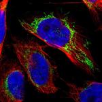 OGDH Antibody in Immunocytochemistry (ICC/IF)