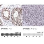 EXOSC3 Antibody