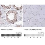 EXOSC3 Antibody