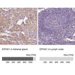 EPHX1 Antibody