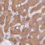 EPHX1 Antibody in Immunohistochemistry (Paraffin) (IHC (P))