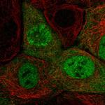 Cyclin A2 Antibody in Immunocytochemistry (ICC/IF)