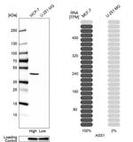 ASS1 Antibody