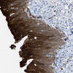 ASS1 Antibody in Immunohistochemistry (Paraffin) (IHC (P))