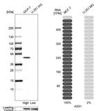 ASS1 Antibody