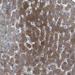 ASS1 Antibody in Immunohistochemistry (Paraffin) (IHC (P))