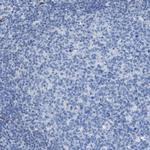 ASS1 Antibody in Immunohistochemistry (Paraffin) (IHC (P))