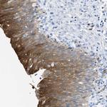 ASS1 Antibody in Immunohistochemistry (Paraffin) (IHC (P))