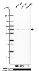 ATIC Antibody