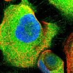 ATIC Antibody in Immunocytochemistry (ICC/IF)