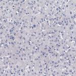 Carboxypeptidase A2 Antibody in Immunohistochemistry (Paraffin) (IHC (P))