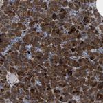 Carboxypeptidase A2 Antibody in Immunohistochemistry (Paraffin) (IHC (P))