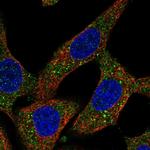 NPEPPS Antibody in Immunocytochemistry (ICC/IF)