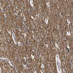 ARTS Antibody in Immunohistochemistry (Paraffin) (IHC (P))