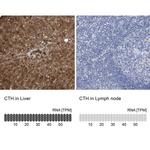 CTH Antibody