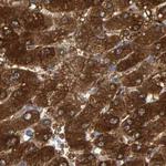 CTH Antibody in Immunohistochemistry (Paraffin) (IHC (P))