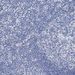 CTH Antibody in Immunohistochemistry (Paraffin) (IHC (P))