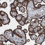 Ezrin Antibody in Immunohistochemistry (Paraffin) (IHC (P))