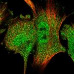 RACK1 Antibody in Immunocytochemistry (ICC/IF)