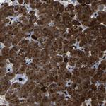 Carboxypeptidase A1 Antibody in Immunohistochemistry (Paraffin) (IHC (P))